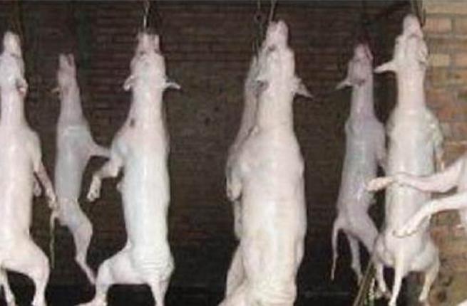 صورة قيلت انها لمسلخ ببيع لحم الكلاب في الرياض